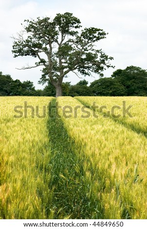 A wheat field with lines leading to a lone tree on the horizon