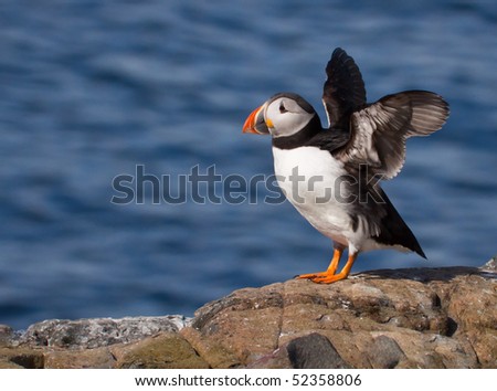 A puffin with wings outstretched on a rock at  the Farne Islands