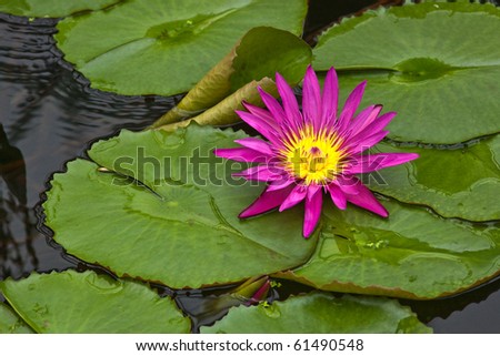 A vivid burst of color from the flower of a water lily set against the green leaves