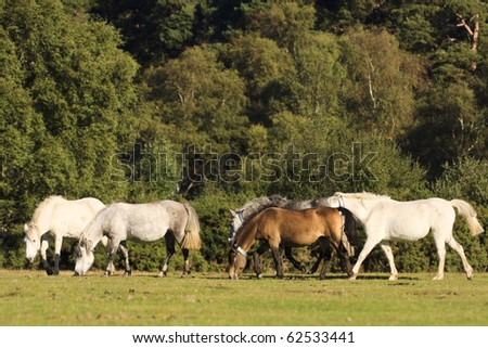 A group of New Forest ponies moving through an open area and grazing