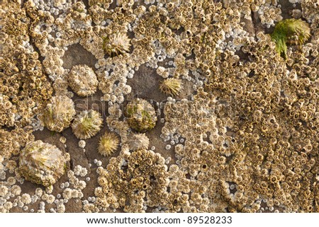 Close-up of barnacles adhered to a rock on the beach