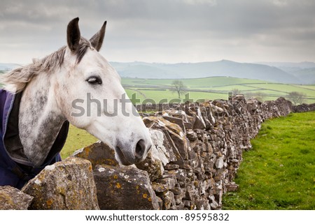 Horse in field gazing over wall against a backdrop of dry stone walls and rolling countryside.