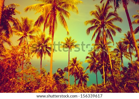 View Of Nice Tropical Background With Coconut Palms. Thailand