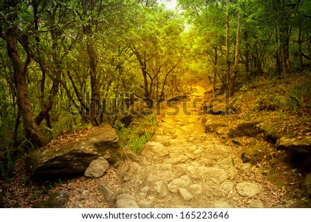 Pathway in the autumn forest running through tree alley