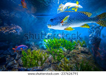 Coral Reef and Tropical Fish in Sunlight. Singapore aquarium