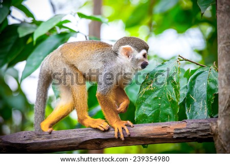 Squirrel monkey in natural habitat, rain forest and jungle, playing and moving around