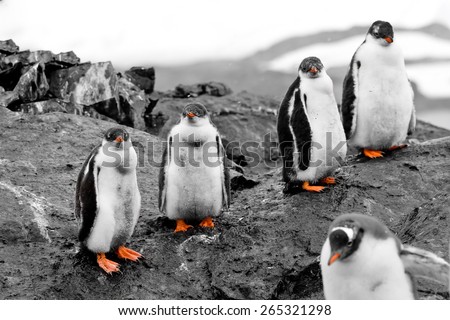 Small group of penguin chicks with red beaks and legs are on the black rock. Antarctica. Vernadsky Research Base.