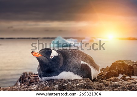 black and white penguin resting on the rock. Antarctica. Vernadsky Research Base.