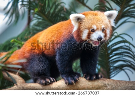Portrait of a Red Panda, Firefox or Lesser Panda (Ailurus fulgens)
