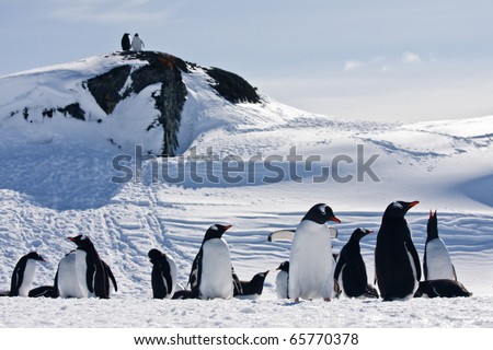 Penguins Having Fun