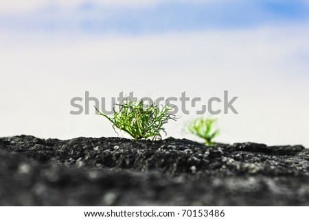 Green sprout making its way from the rocky surface