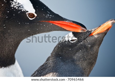 two penguins close up playing in  Antarctica