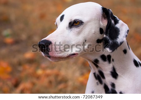 Dalmatian dog portrait yellow autumn background