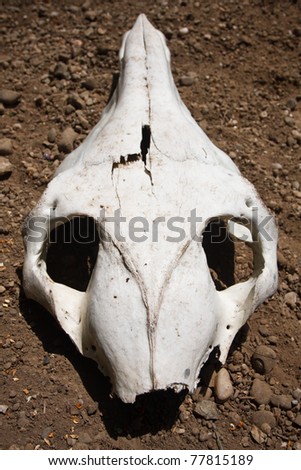 animal skull on the ground