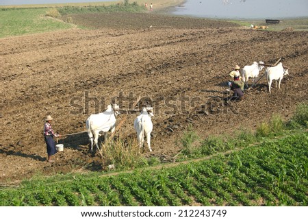 MANDALAY, MYANMAR-JANUARY 3, 2010:  Farmers plow the land on a small farm outside Mandalay using  brahman cattle to turn the soil.  Modern farm equipment is almost non-existent in the countryside.