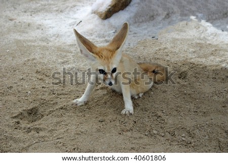 The Fennec or Desert Fox found in the northern Sahara at Chott El-Jerid, Tunisia