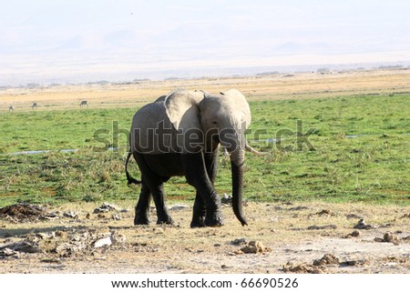 Elephant after playing in a mud hole