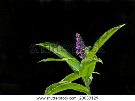 Ginger plant (zingiber officinale) with purple flower