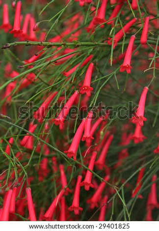 Red Firecracker Plant