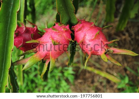 Dragon fruit in farm - (Hylocercus undatus(Haw) Brit. & Rose.)