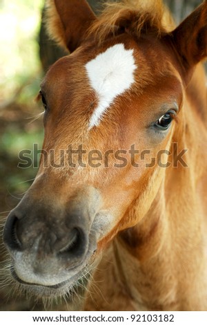 curious foal