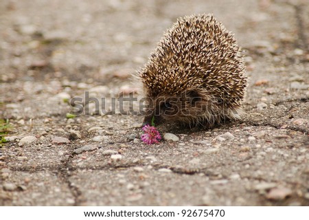A hedgehog smelling a flower on the road
