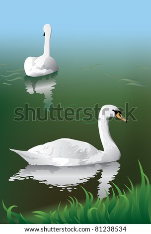 Pair of white elegant swans in the green lake