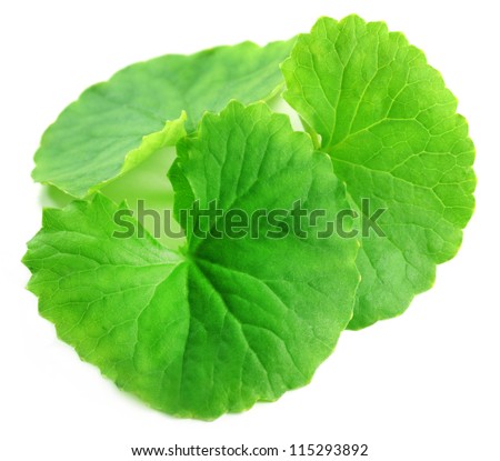 Medicinal thankuni leaves of indian subcontinent
