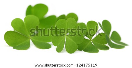 Decorative Clover leaves Decorative Clover leaves
