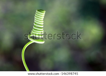 Curled tendril of a plant