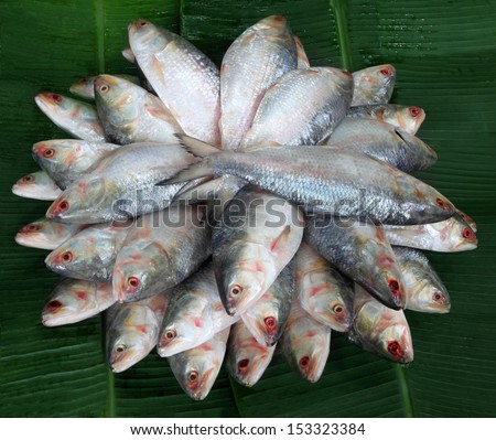 Pile of fresh Ilish fish of Southeast Asia