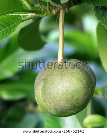 Elephant apple or Chalta of South East Asia