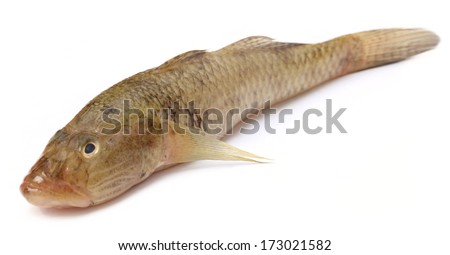 Tank goby of popular Bele fish of Indian subcontinent over white background