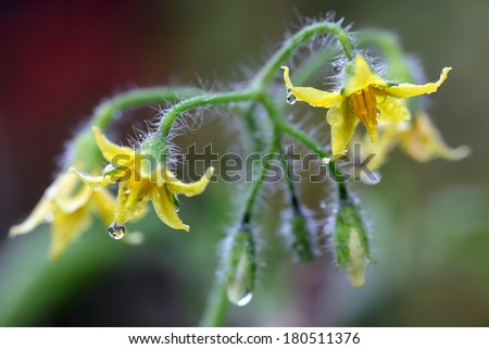 Close up of tomato flowers in a garden