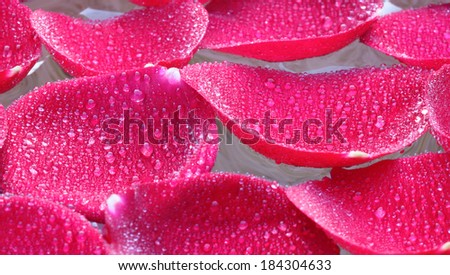 Clsoe up of rose petals in water