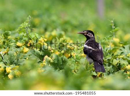 Young Asian Pied Starling on green plants