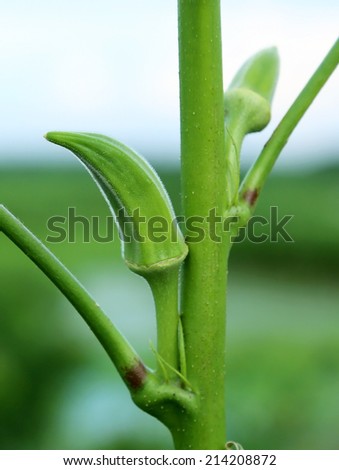 Green okra or lady finger in plant