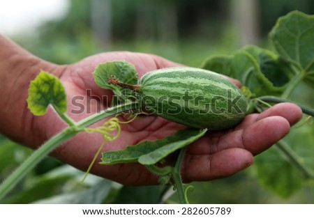 Hand holding green pointed gourd in vegetable garden