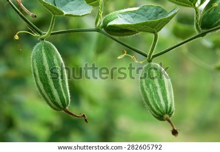 Close up of green pointed gourd in vegetable garden