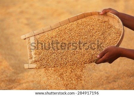 Cleaning of golden paddy seeds in Indian subcontinent