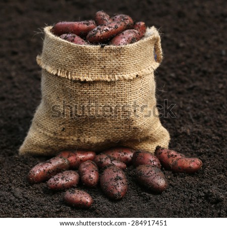 Newly harvested red potatoes potatoes with a sack bag