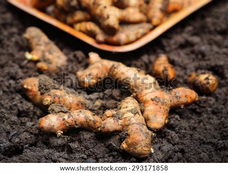 Newly harvested Turmeric in cultivated soil