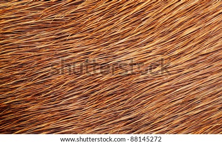 Texture of a hairy cow skin surface