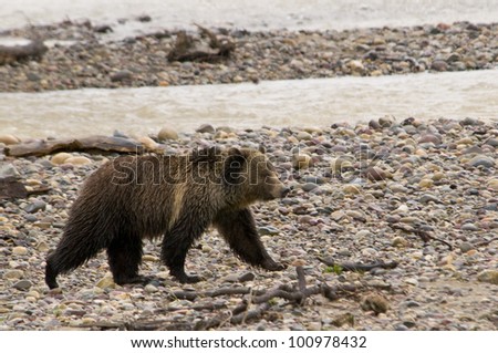 Grizzly Bear in Yellowstone National Park by the River