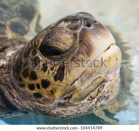Green Sea Turtle in Hawaii - Close Up