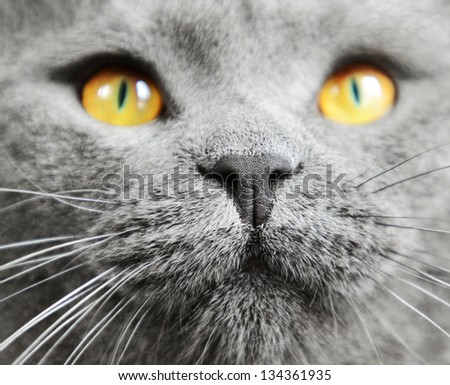 British shorthair cat detail (British Blue cat) - domesticated cat whose features make it a popular breed in cat shows.