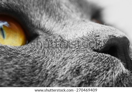 Muzzle detail of British shorthair cat (British Blue cat) - domesticated cat whose features make it a popular breed in cat shows.