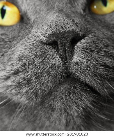 British shorthair cat closeup portrait (British Blue cat) - domesticated cat whose features make it a popular breed in cat shows.