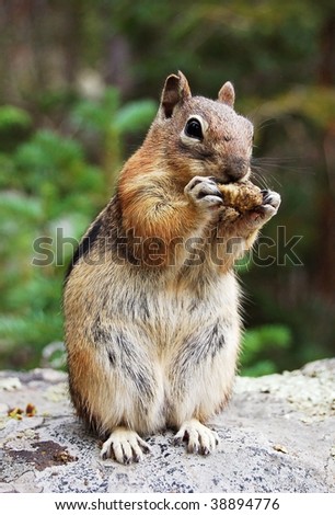 Chipmunk eating peanut