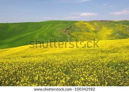 Spring brings an explosion of colors in the valleys of tuscany